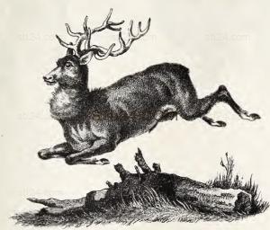 ANIMAL_0220